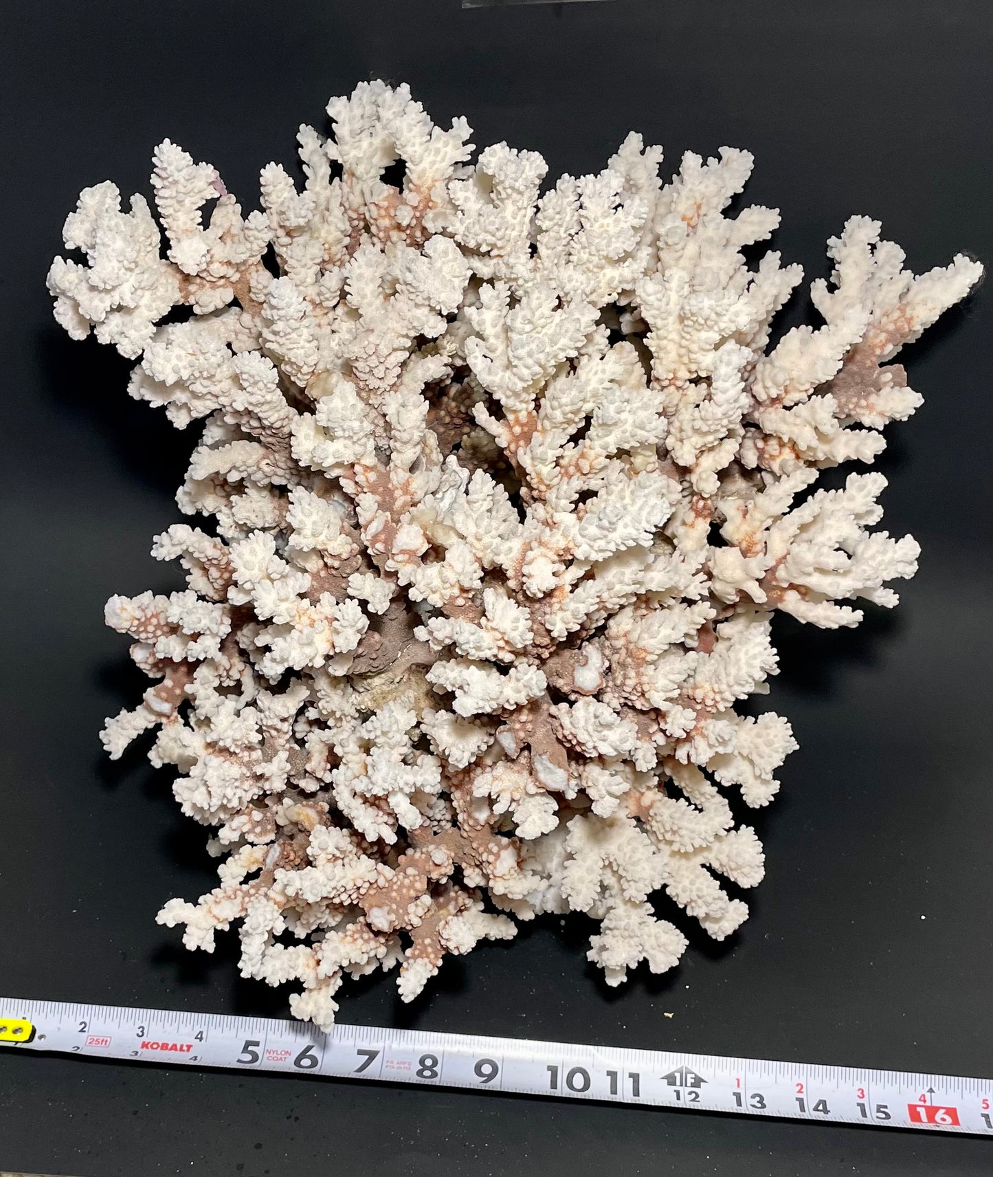 Brownstem Coral 16”x16”x15” (20 lbs) - Treasures from Beneath