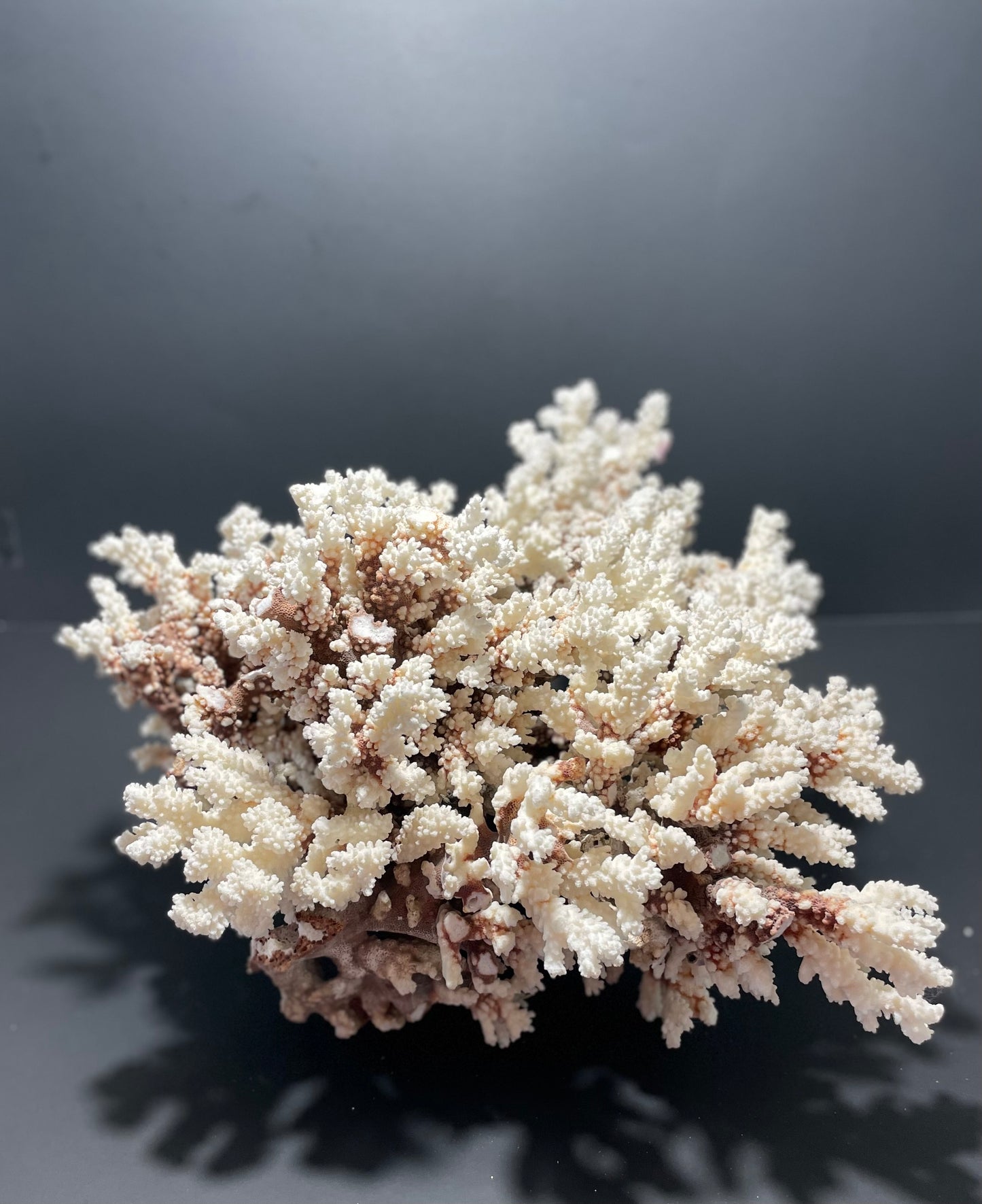 Brownstem Coral 16”x16”x15” (20 lbs) - Treasures from Beneath