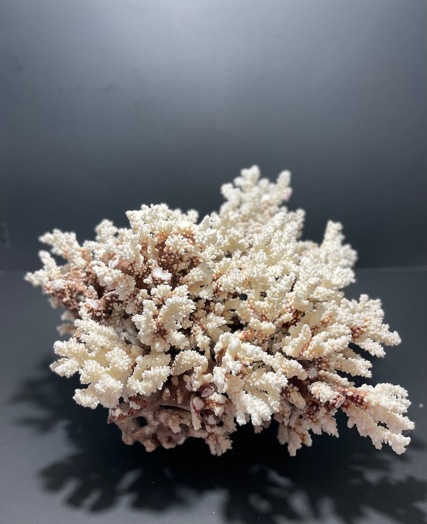 Brownstem Coral 16”x16”x15” (20 lbs) - Treasures from Beneath