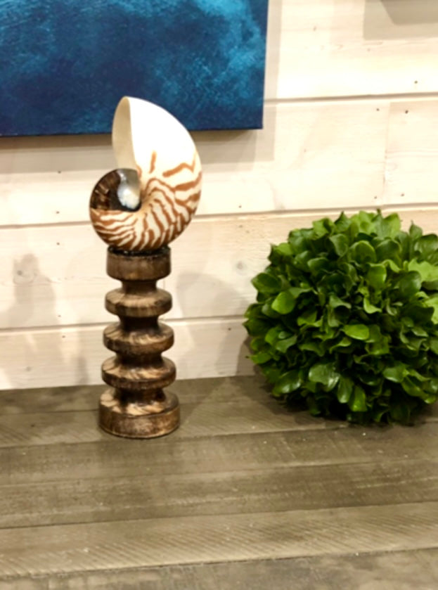 Tiger Nautilus Shell on a Wooden Stand - Treasures from Beneath