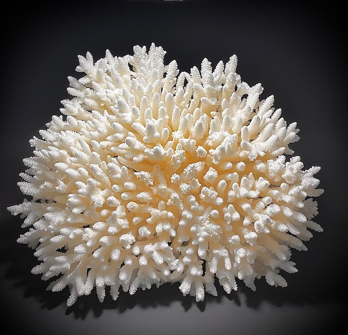 Table Coral (14”x13”)