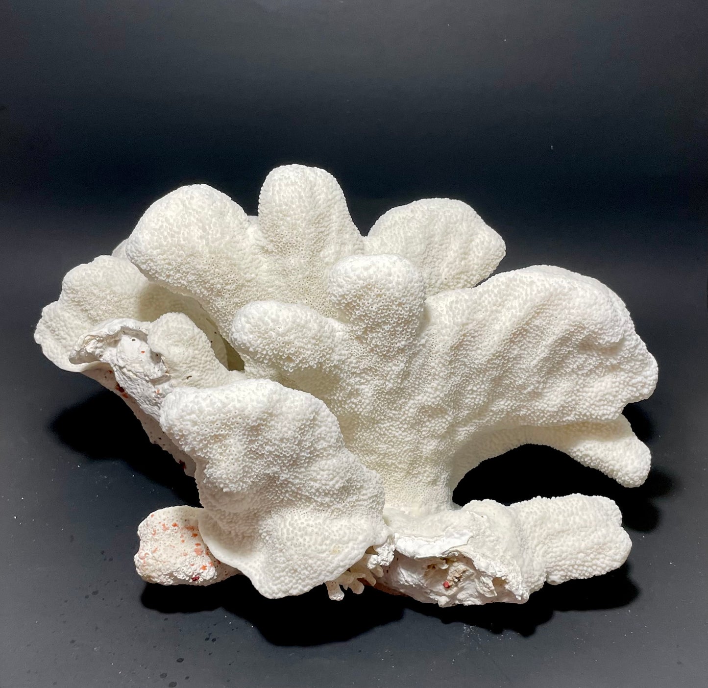 Cats Paw Coral (14”x10”)
