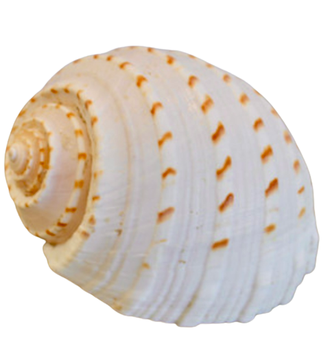 Pacific Tonna (5”+)
