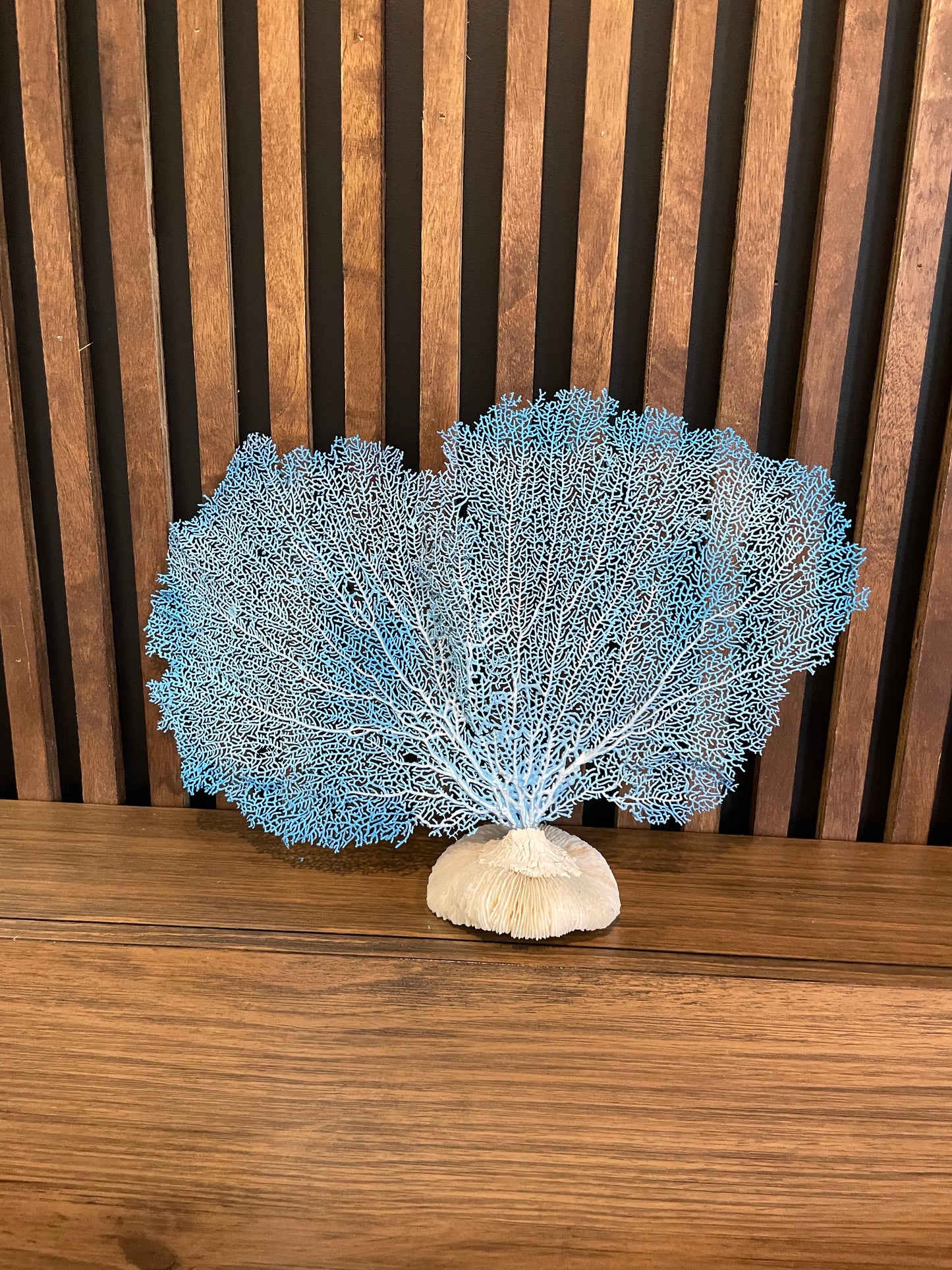 Red Sea Fan (18”) on Mushroom Coral Base