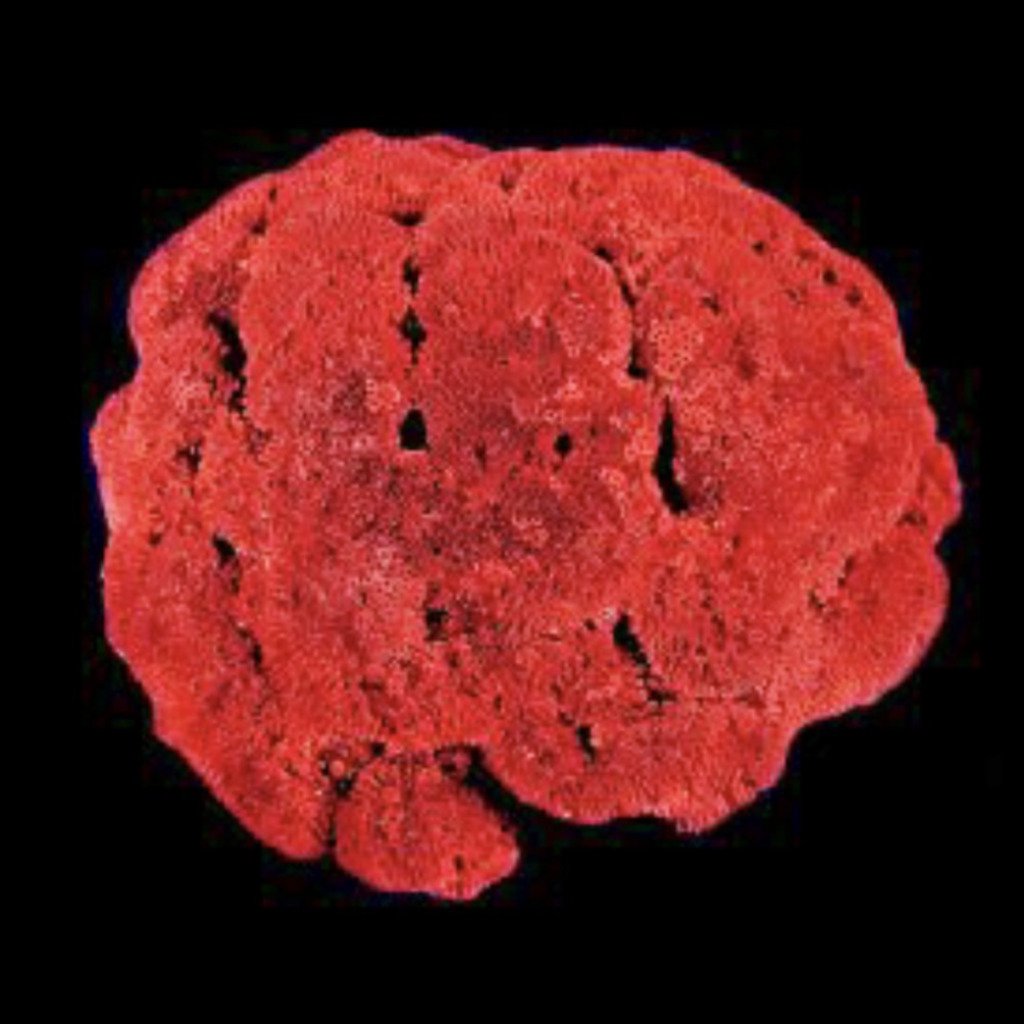 Organ Red Pipe Coral 4x3 in - Treasures from Beneath
