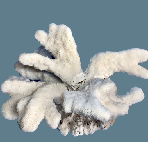 Cats Paw Coral (14”x10”)
