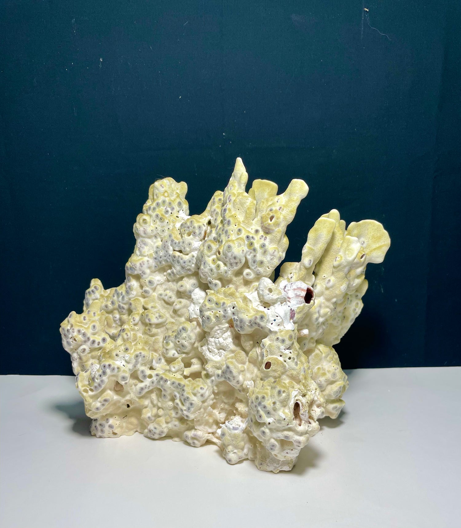 Green Fire Coral (10"x8") - Treasures from Beneath