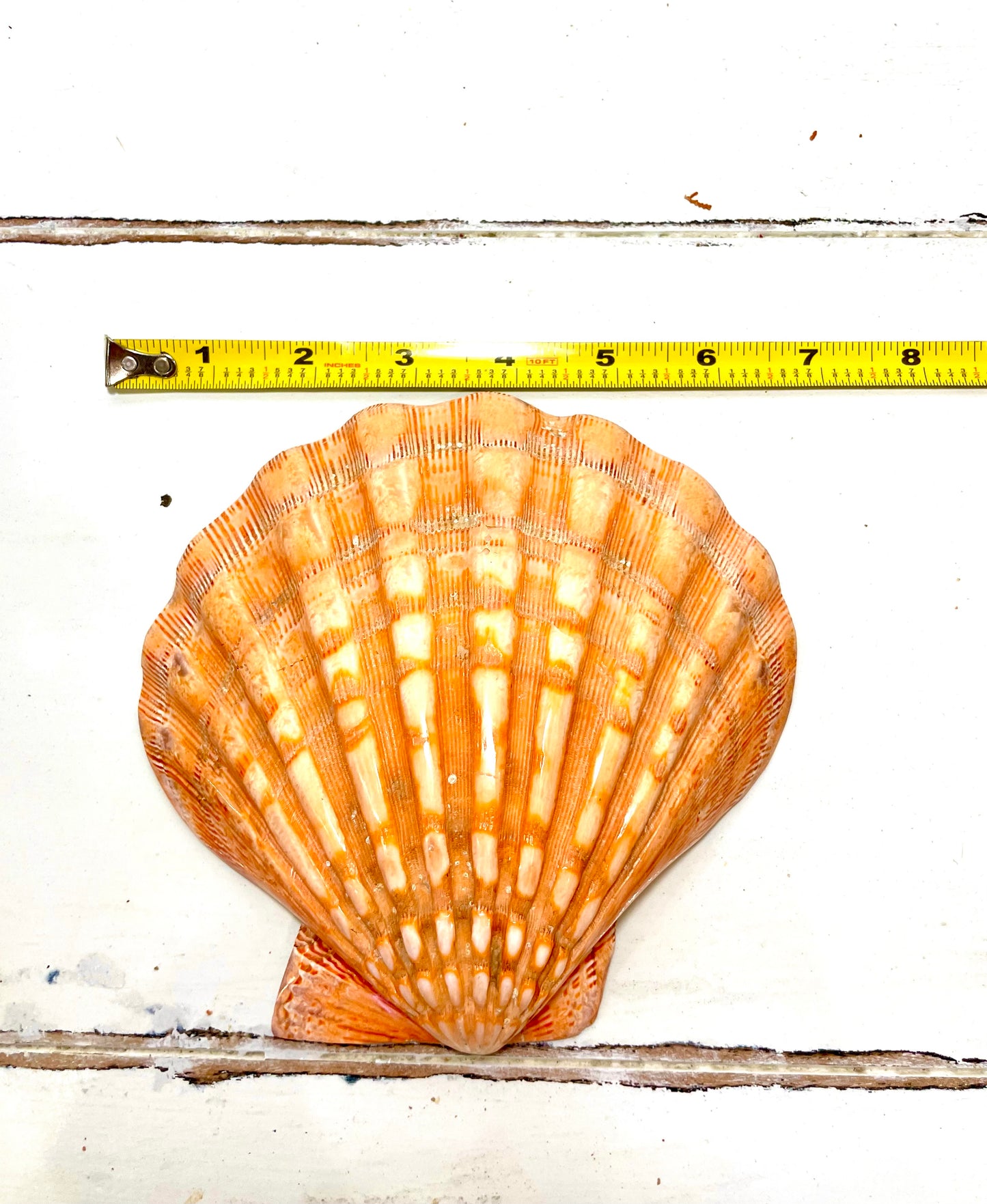 Orange Lions Paw 5”-6” (single) - Treasures from Beneath