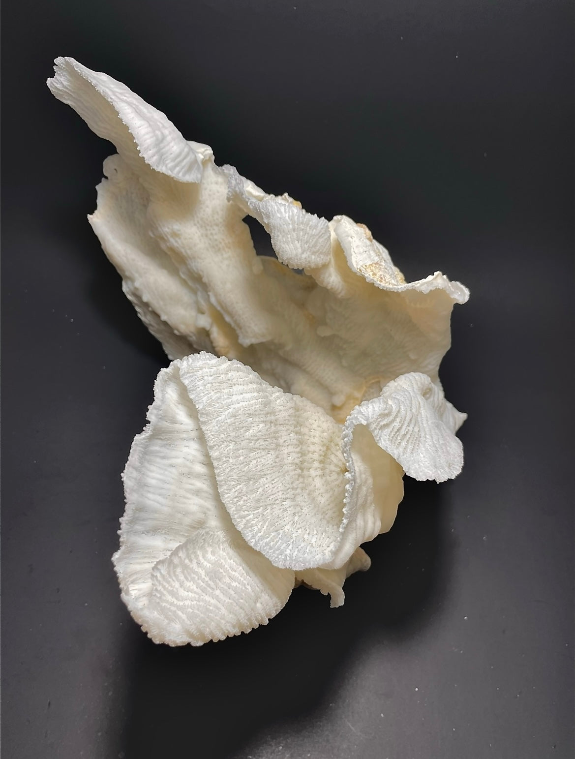 Merulina Coral (11”x10”) - Treasures from Beneath