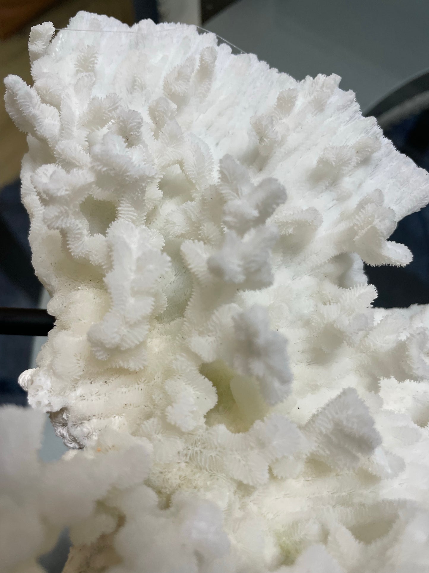 Merulina Coral (11”x10”) on Metal Stand