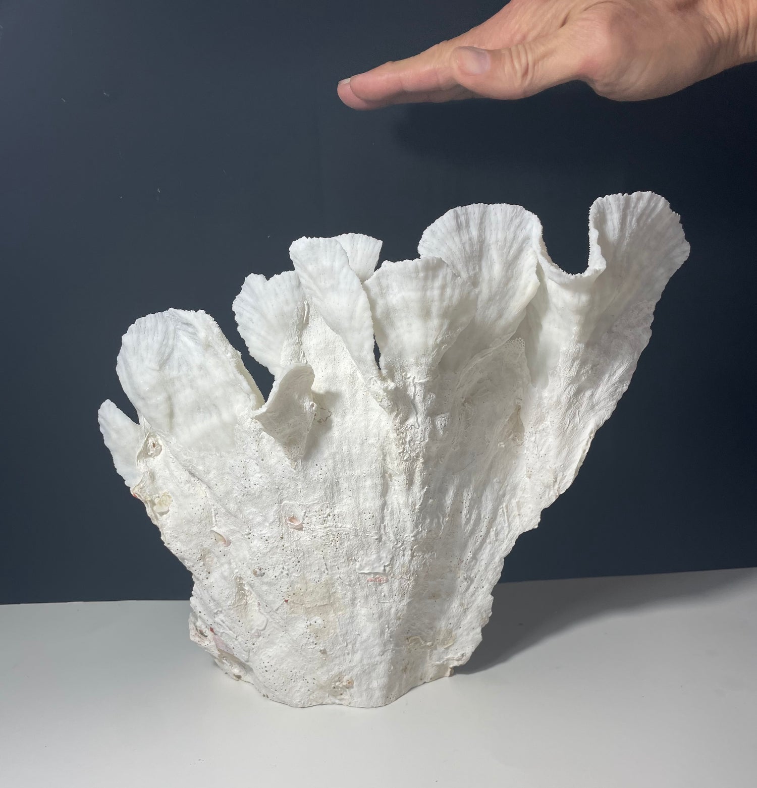 Merulina Coral 13"x13" - Treasures from Beneath