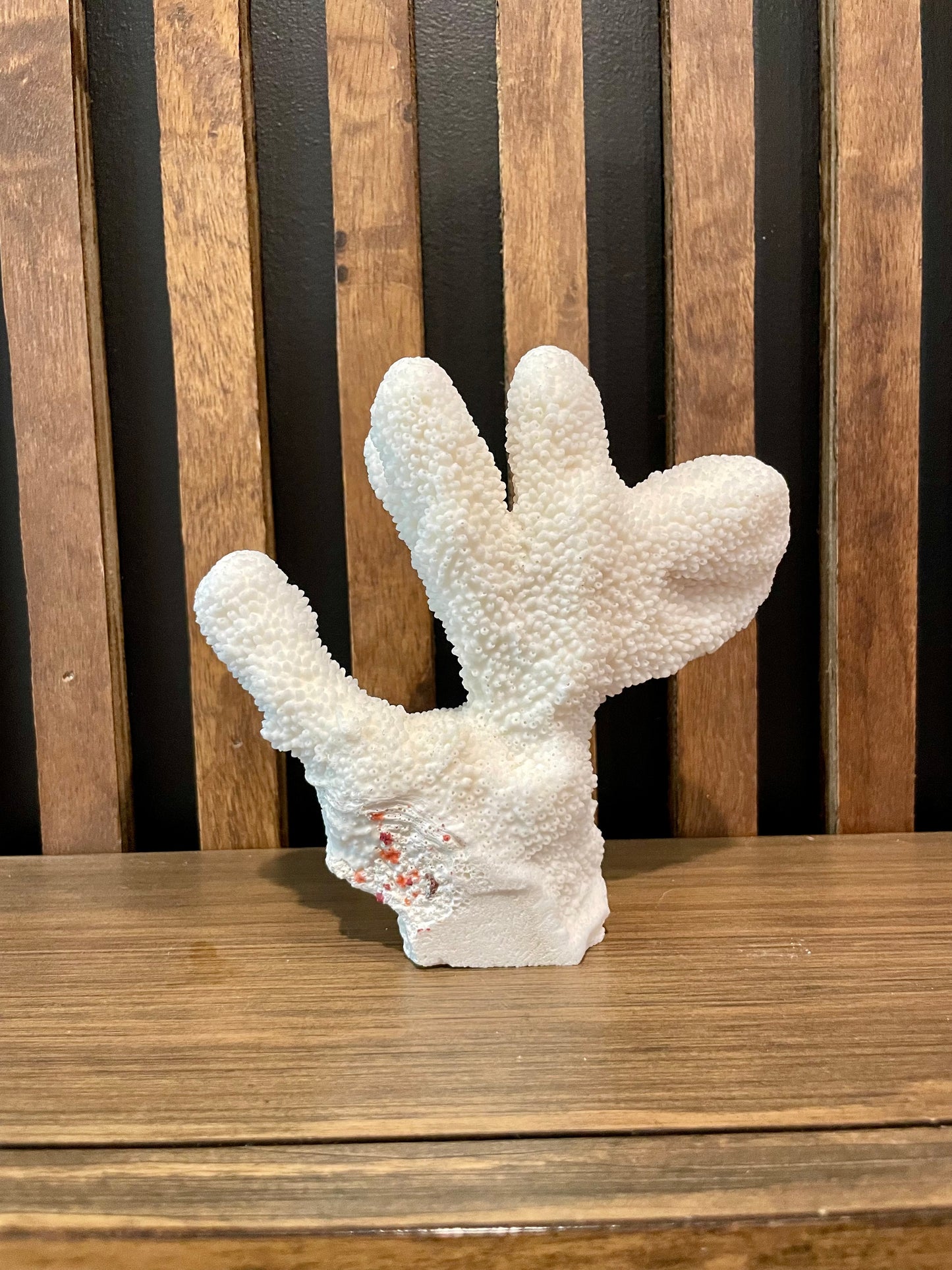 Coral (6”)