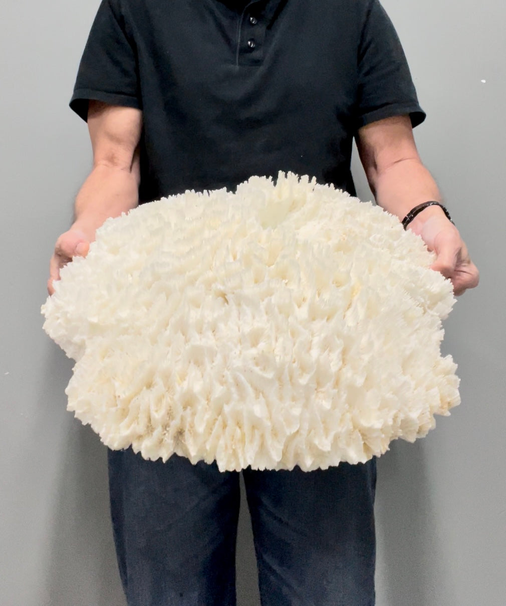 Lettuce Coral (21”x19”)
