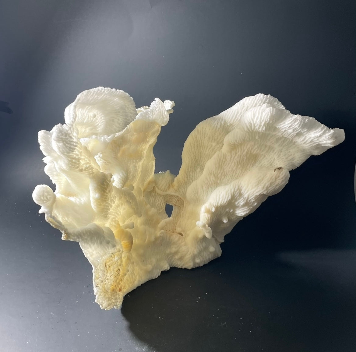 Merulina Coral (11”x10”) - Treasures from Beneath