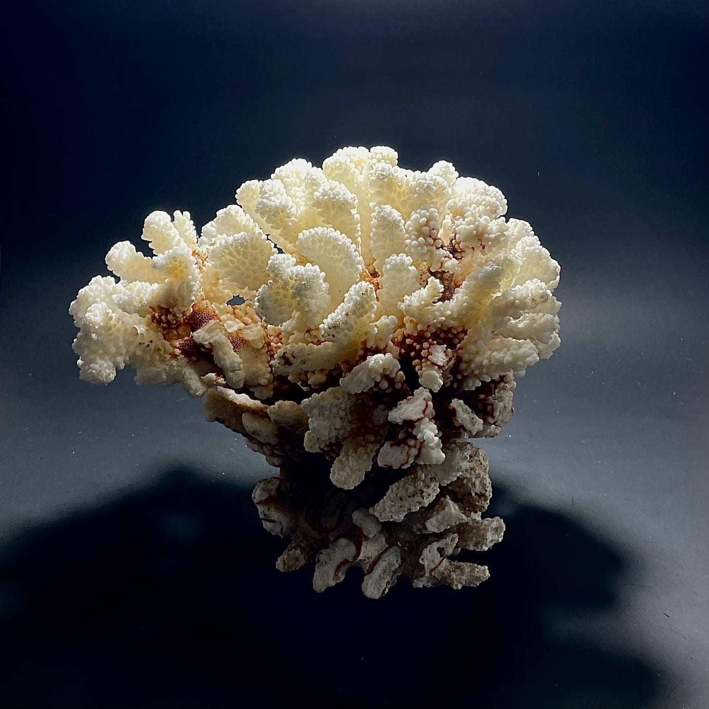 Brownstem Coral 10”x8” - Treasures from Beneath