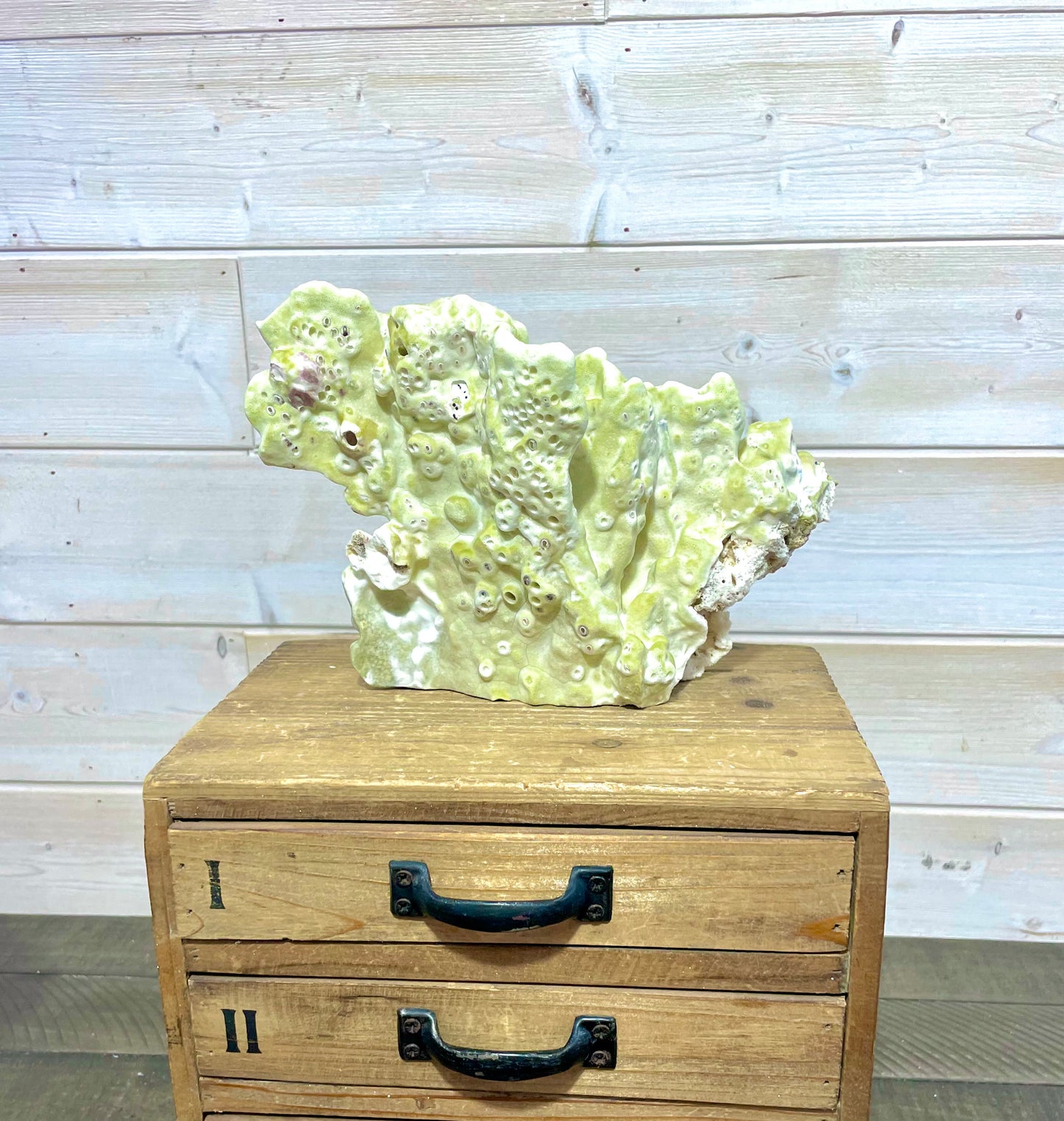 Green Fire Coral (10”x7”)