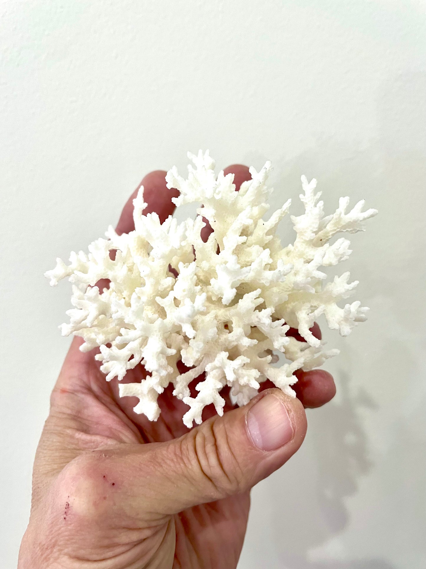 Lace Coral (3”-5”)