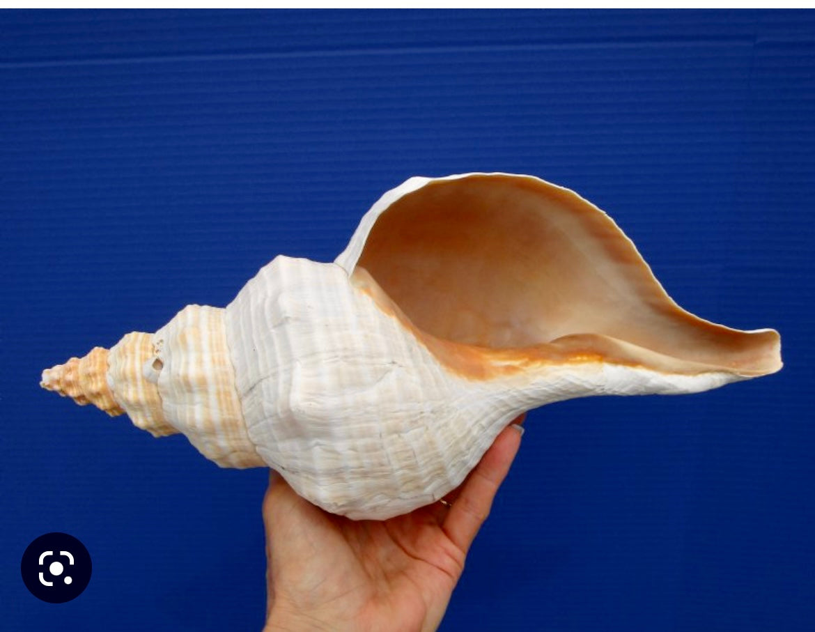 Horse Conch 9"-10" - Treasures from Beneath