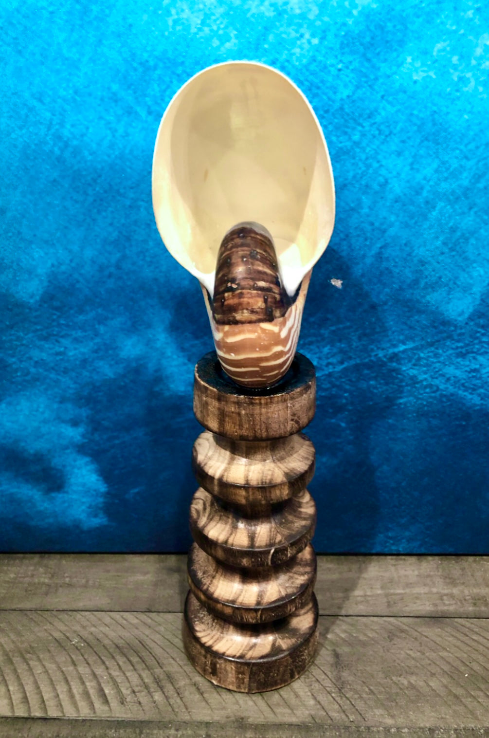 Tiger Nautilus Shell on a Wooden Stand - Treasures from Beneath
