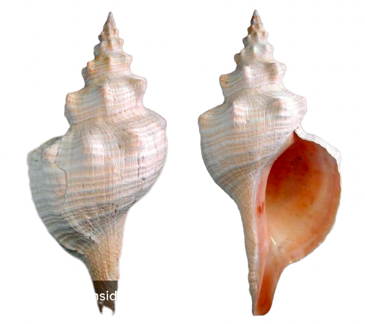 Horse Conch 11-12 in - Treasures from Beneath