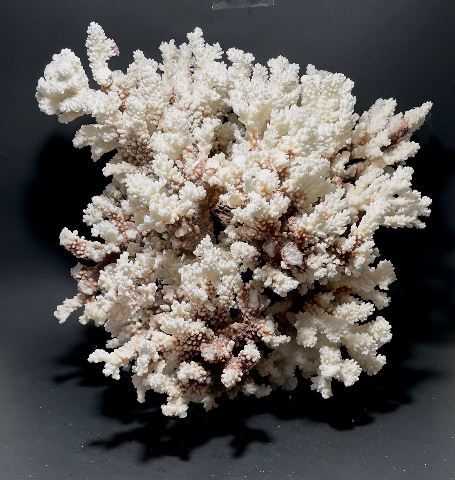 Brownstem Coral 16”x16”x15” (20 lbs) - Treasures from Beneath