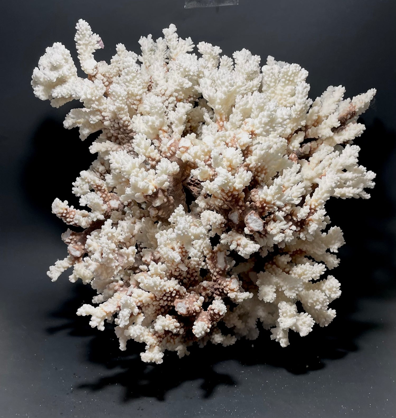 Brownstem Coral 16”x16”x15” (20 lbs) - Treasures from Beneath