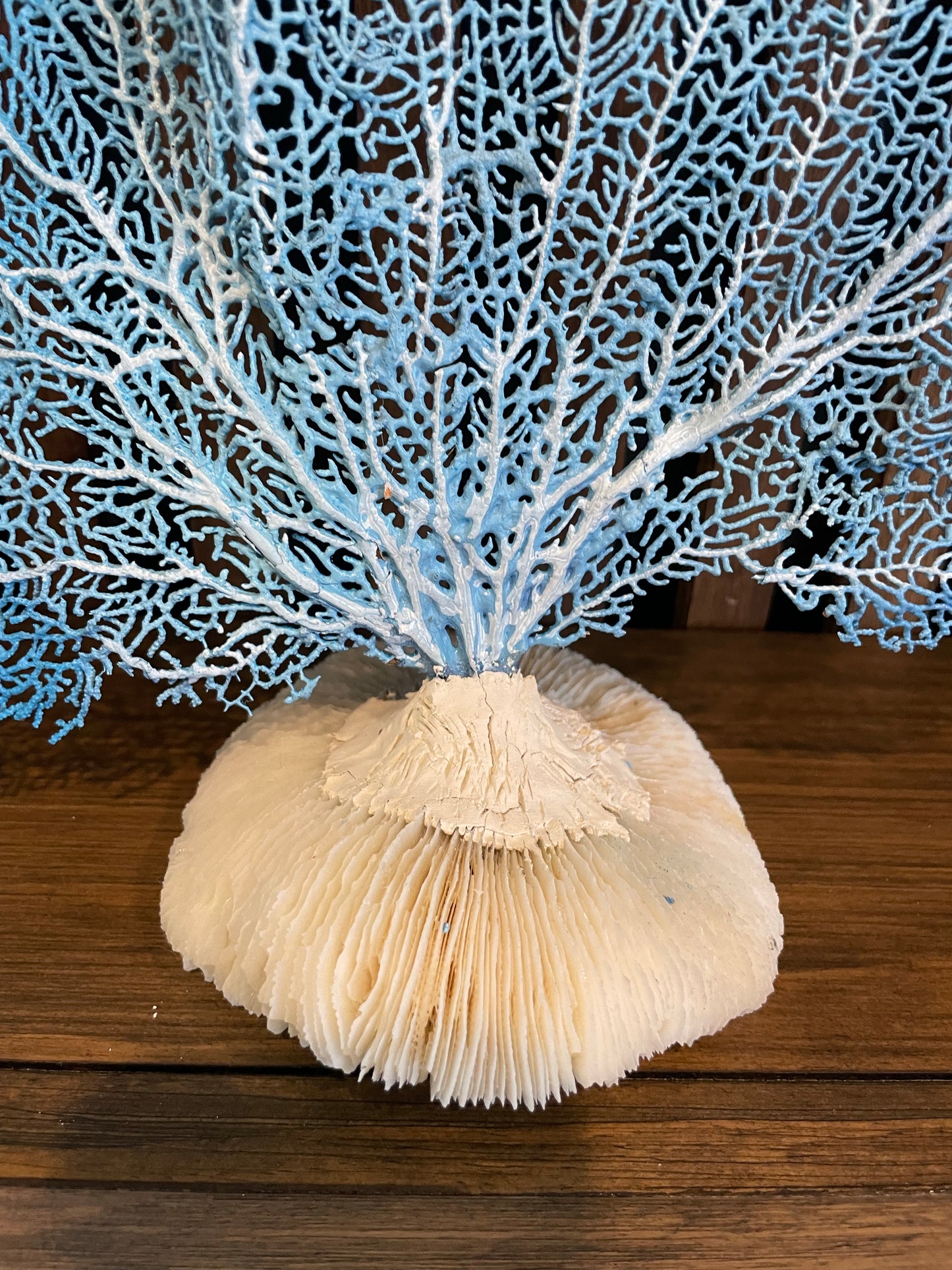 Red Sea Fan (18”) on Mushroom Coral Base