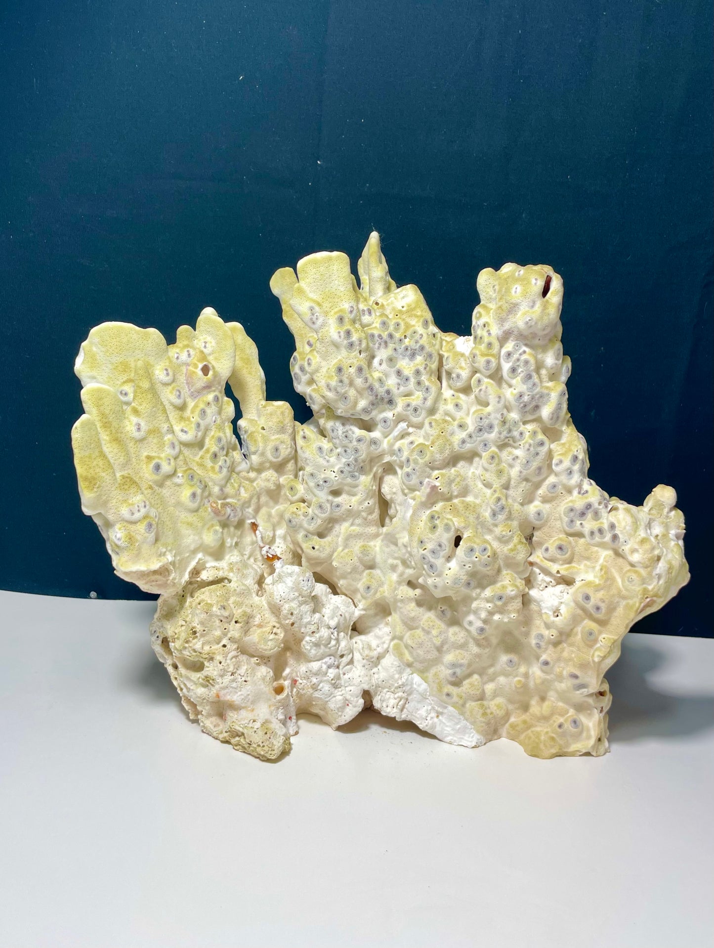 Green Fire Coral (10"x8") - Treasures from Beneath