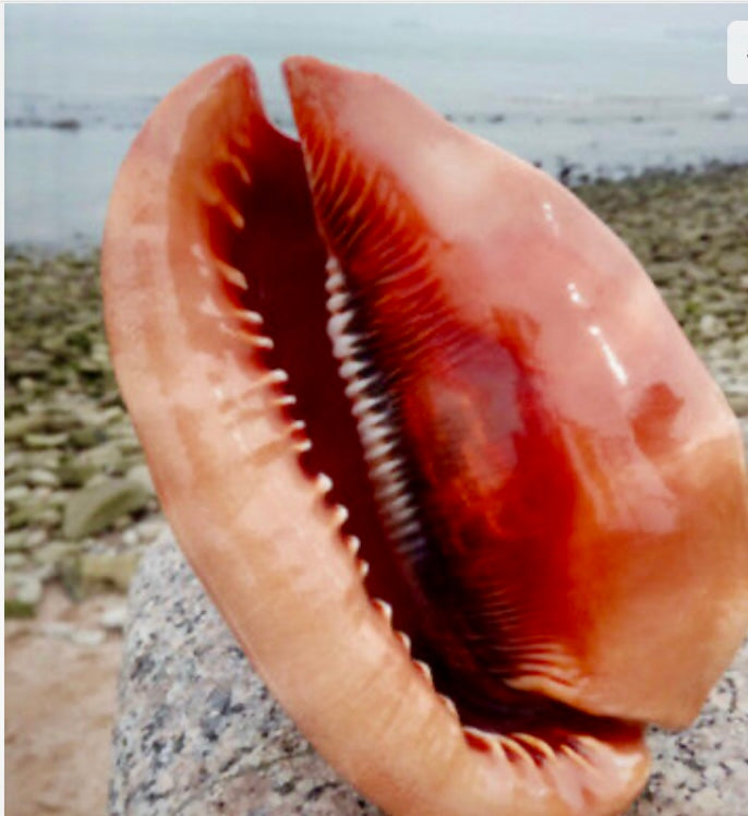 Bullmouth Helmet Shell (3”-4”)