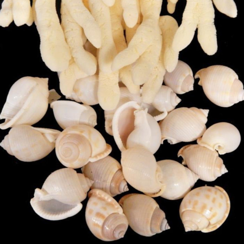 White Bonnets, 1.25” (25 pcs) - Treasures from Beneath