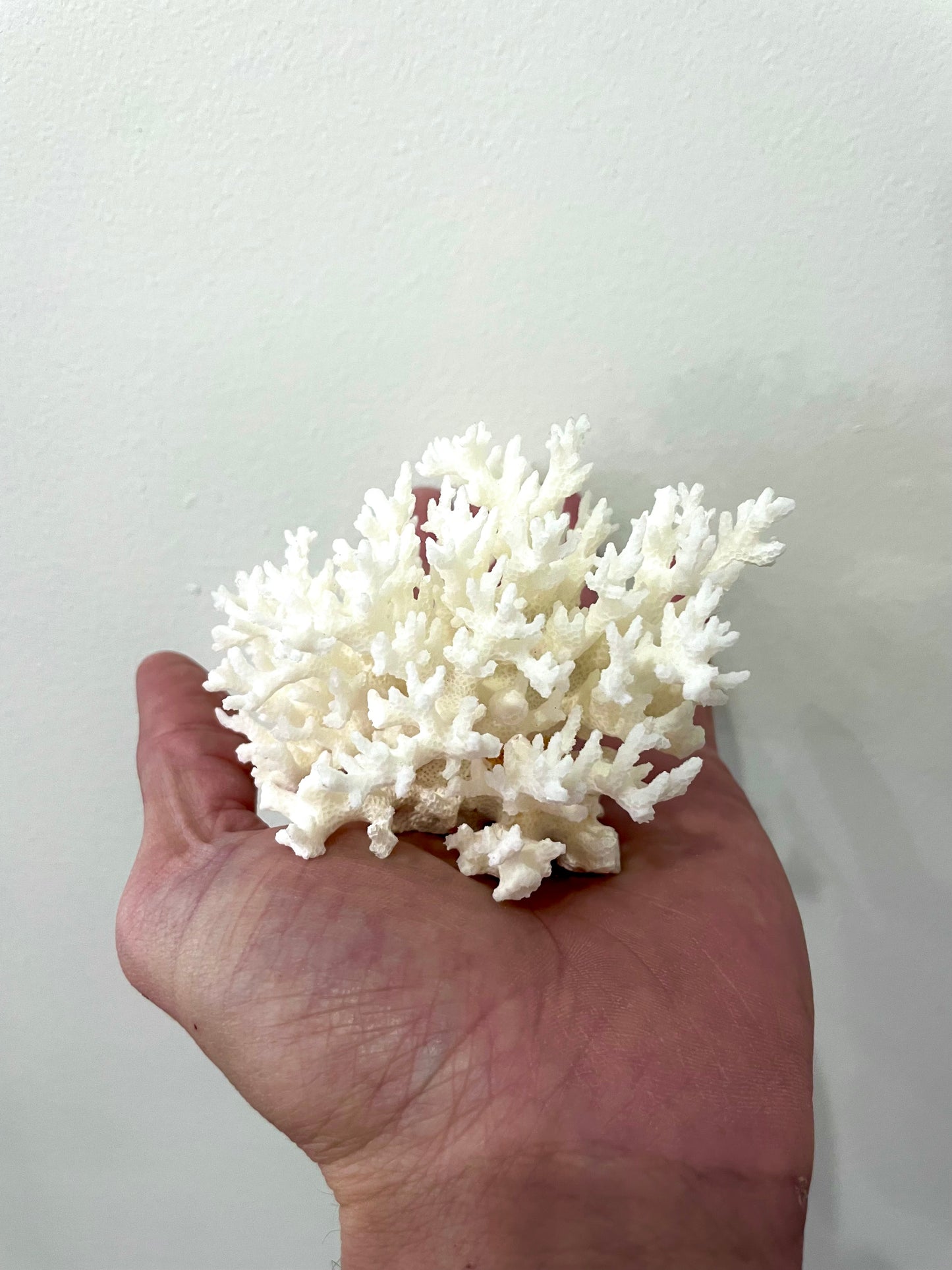 Lace Coral (3”-5”)