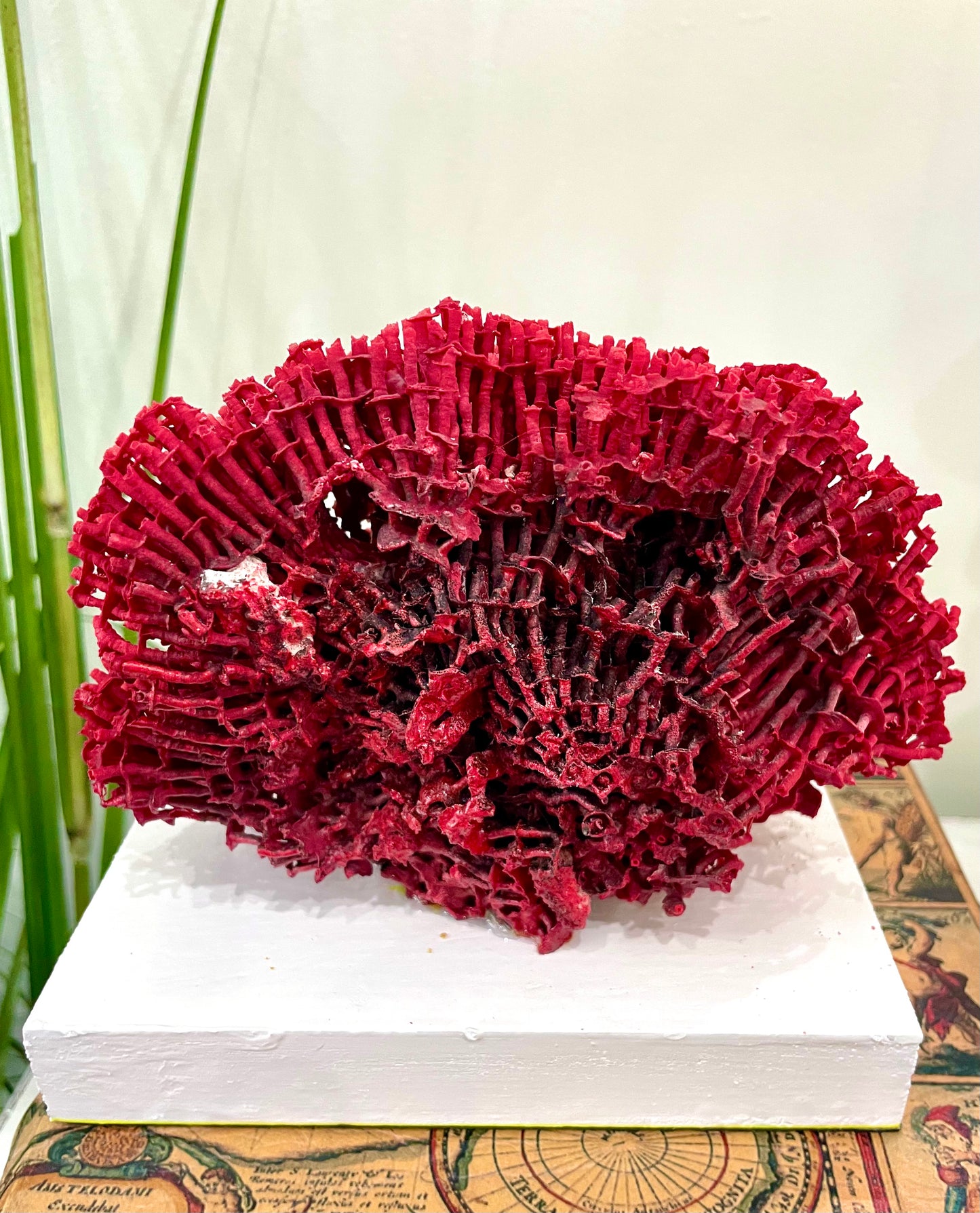 Organ Red Pipe Coral 6"x6" on White Base