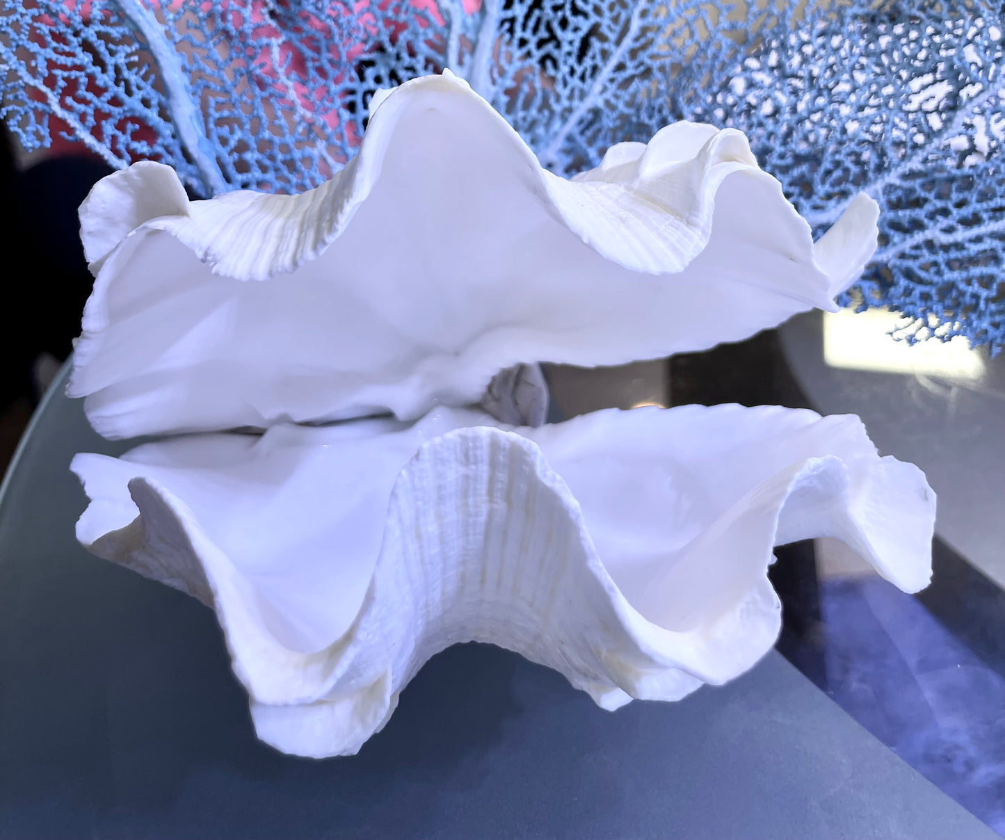 Fluted Giant Clam (6”) and Sea Fan Sculpture (17”)
