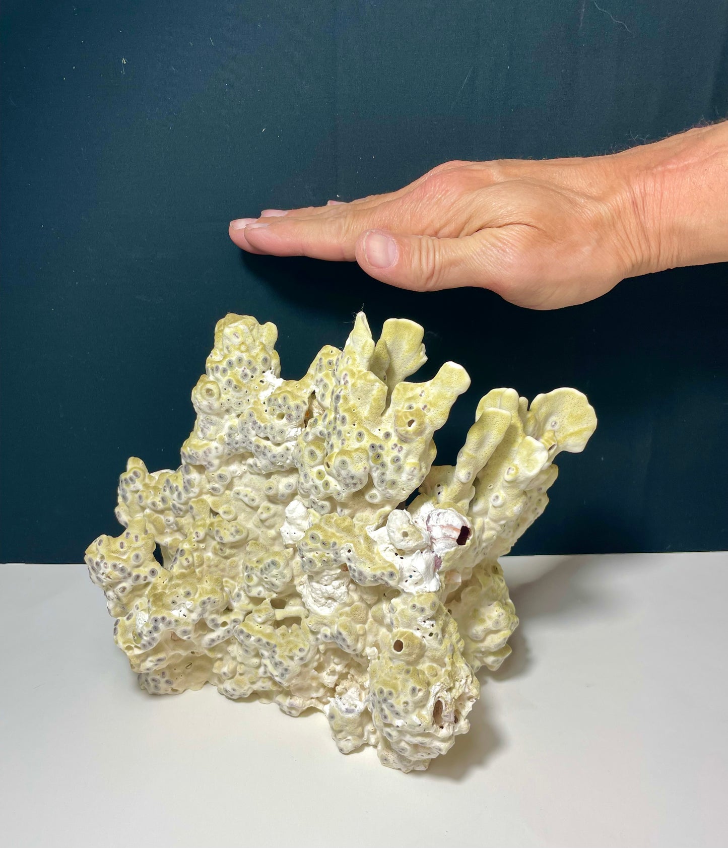 Green Fire Coral (10"x8") - Treasures from Beneath