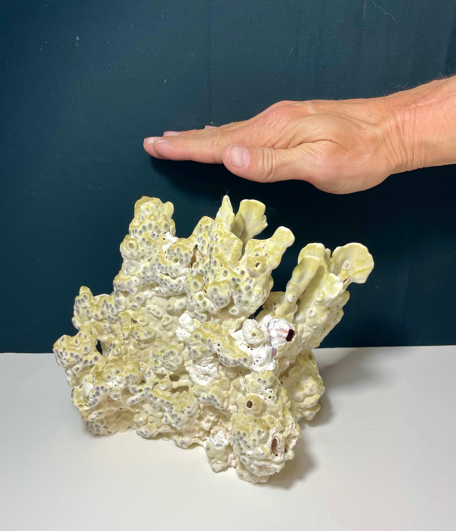 Green Fire Coral (10"x8") - Treasures from Beneath