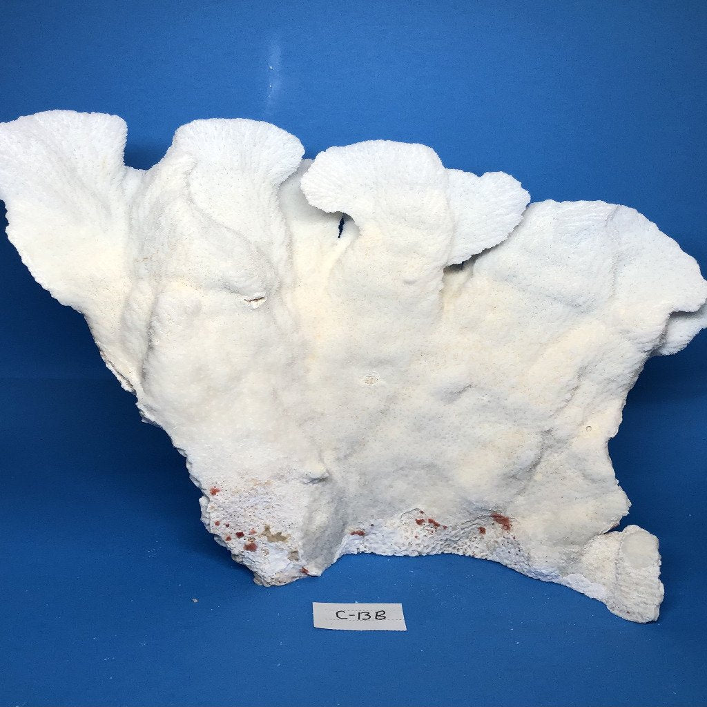 Merulina Coral 12.5"x12.5" - Treasures from Beneath