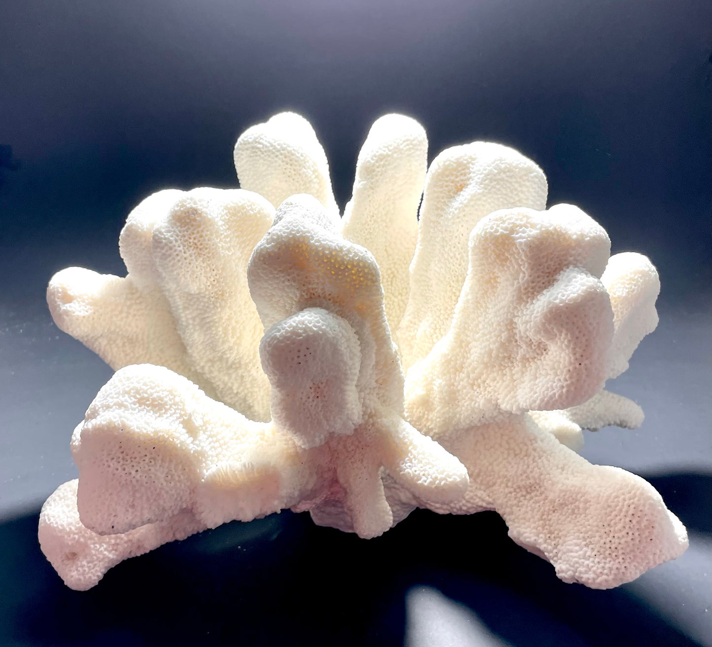 Cats Paw Coral (14”x10”)