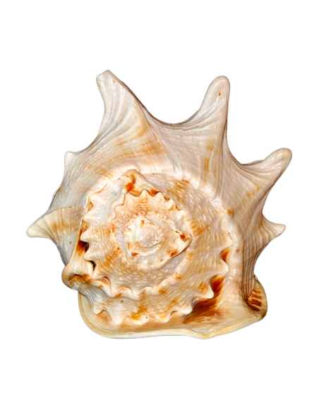 Queen Horned Helmet Shells 6.5”