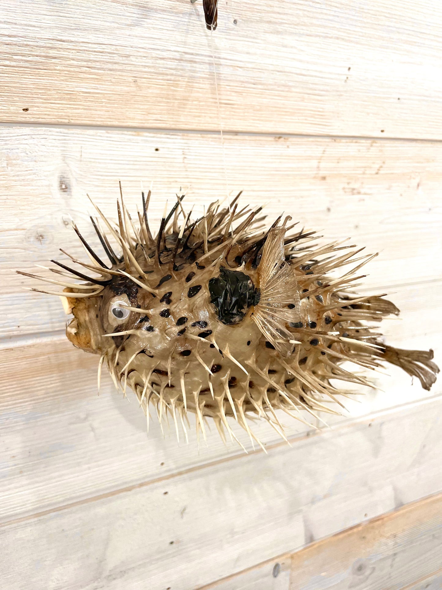 Spiny Puffer Fish (9”-10”)