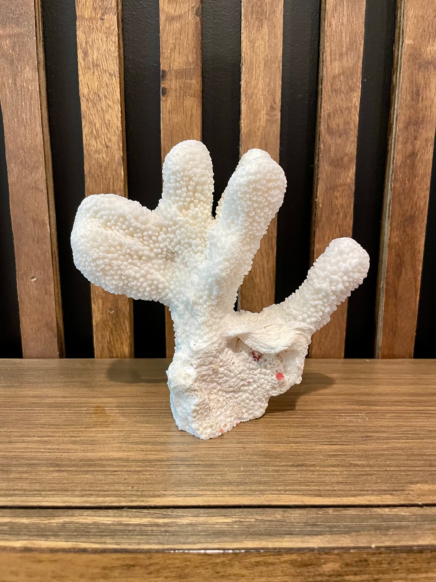Coral (6”)