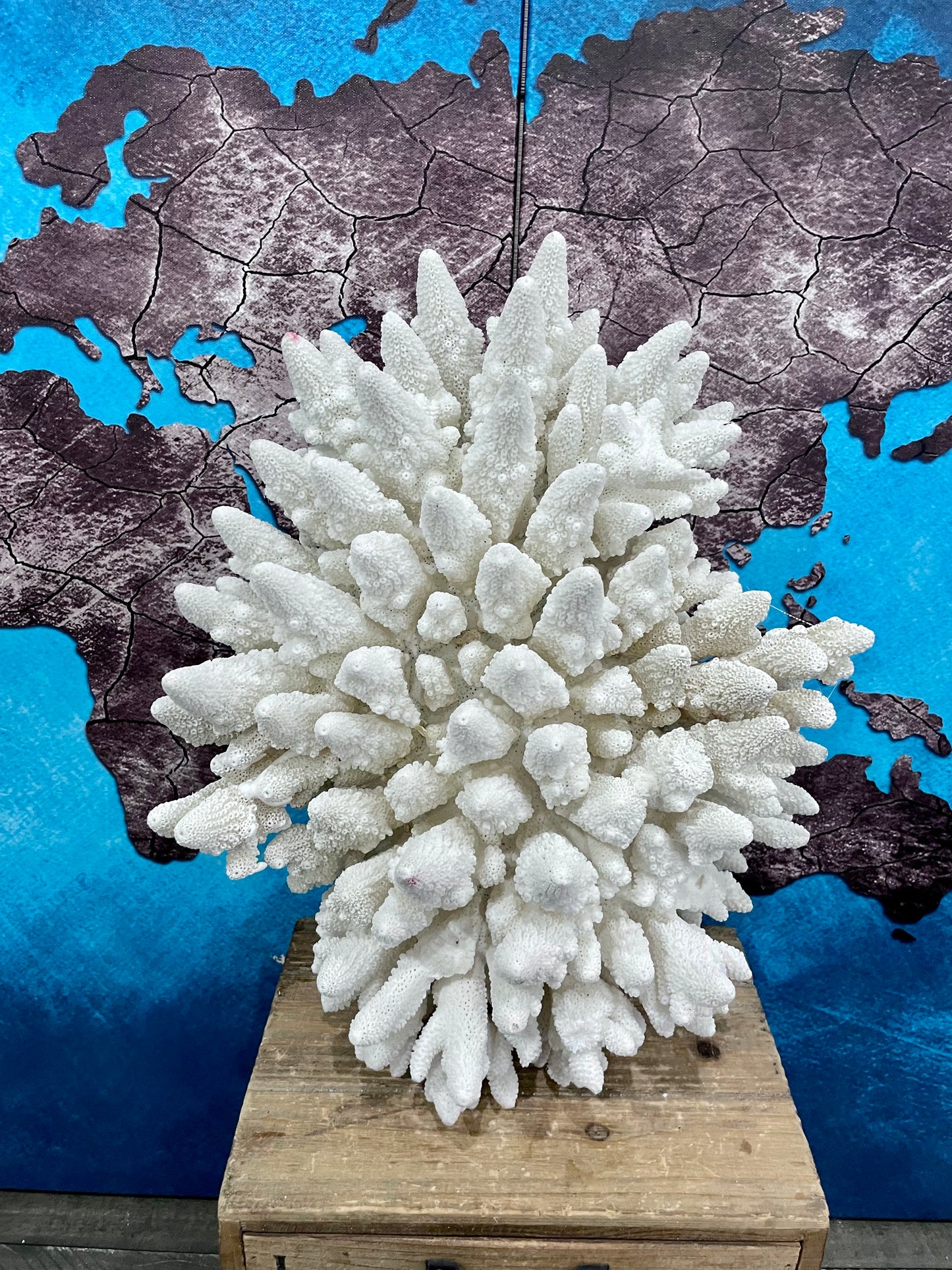 Finger Coral (14”x12”) 17 lbs