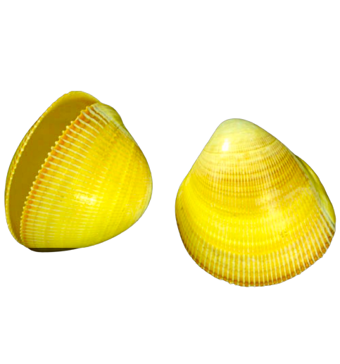 Fluted Clam Shell (5”-6”)