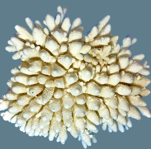 Finger Coral (14”x12”) 17 lbs