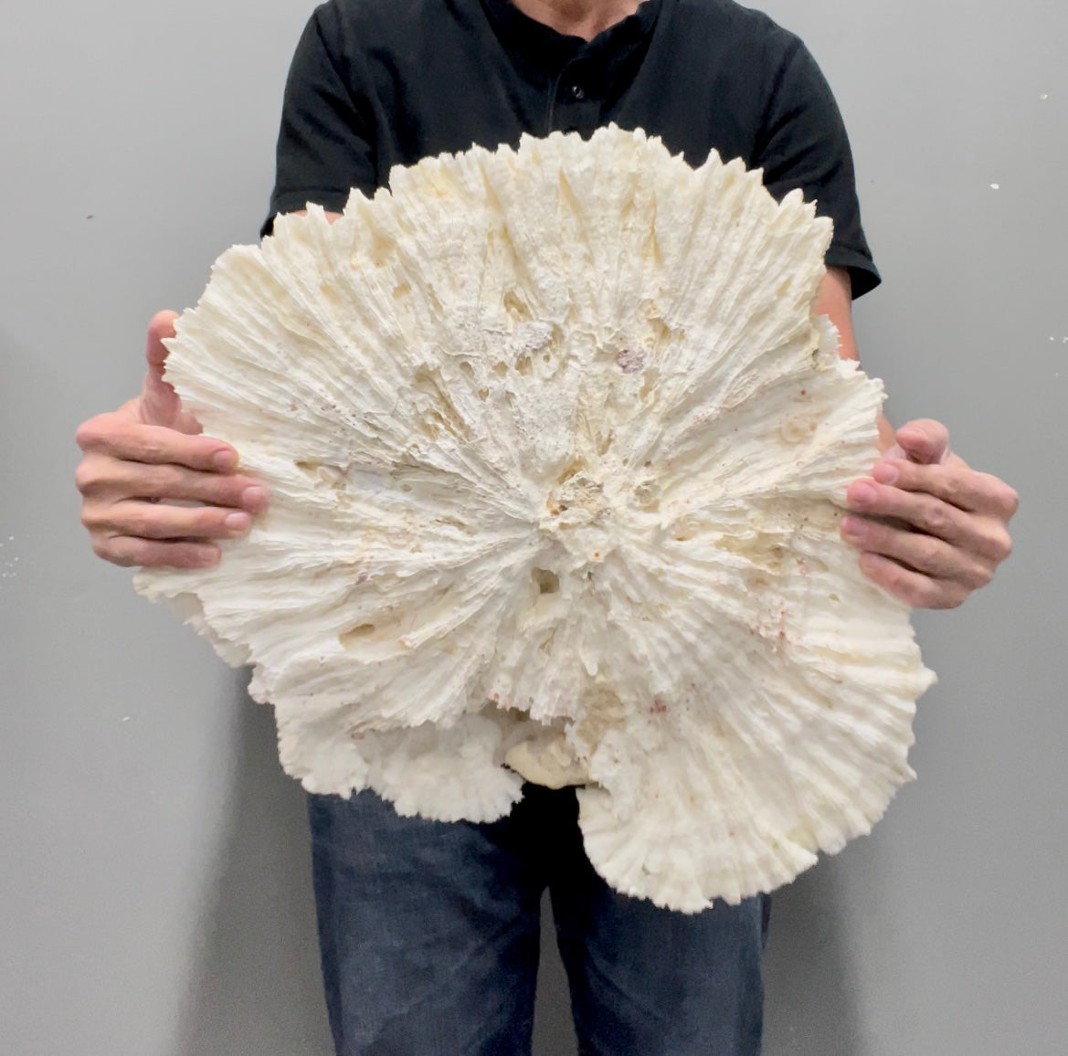 Lettuce Coral (21”x19”)