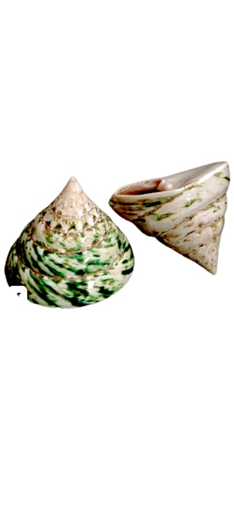 Green Troca (2.5”) (2 pcs) - Treasures from Beneath