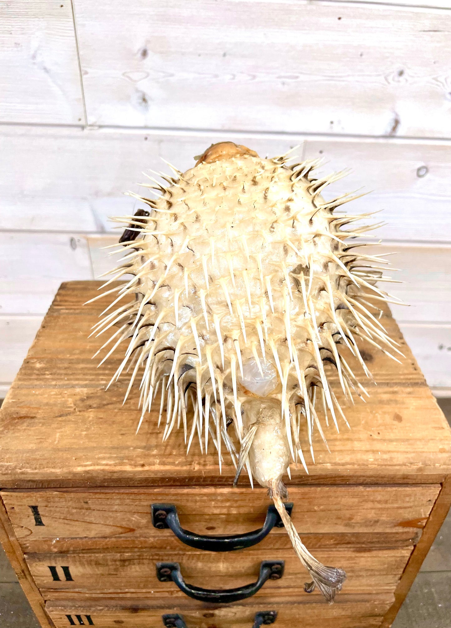 Spiny Puffer Fish (9”-10”)