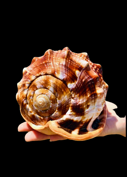 Bullmouth Helmet Shell (3”-4”)