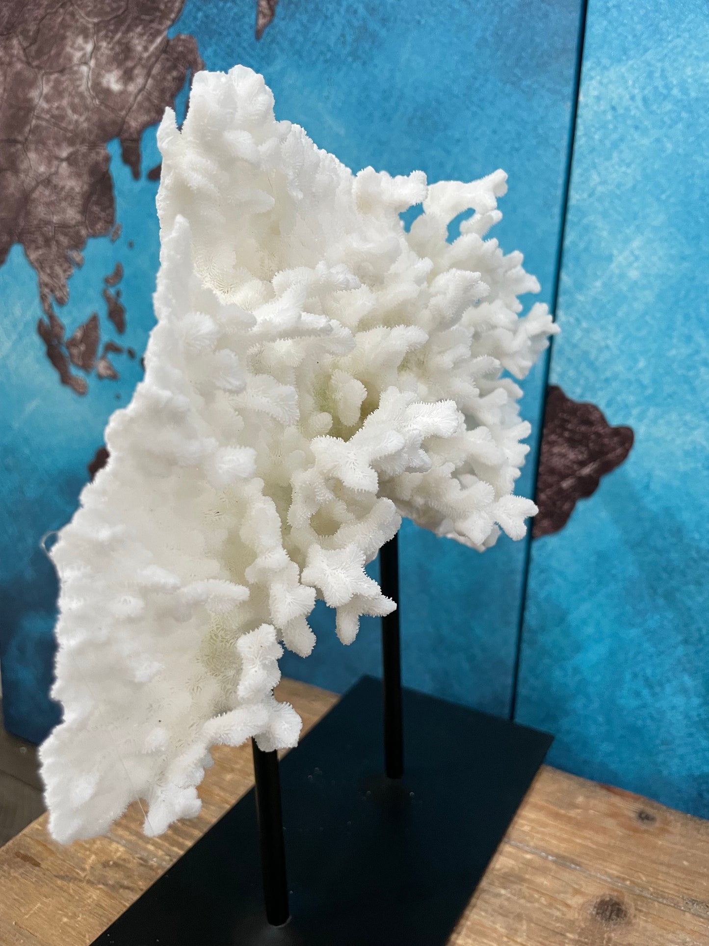 Merulina Coral (11”x10”) on Metal Stand