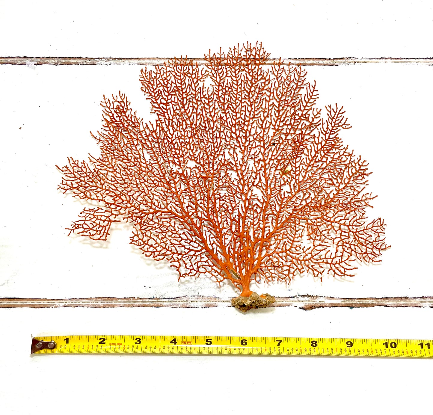 Red Sea Fan (10”) on a Mushroom Coral Base