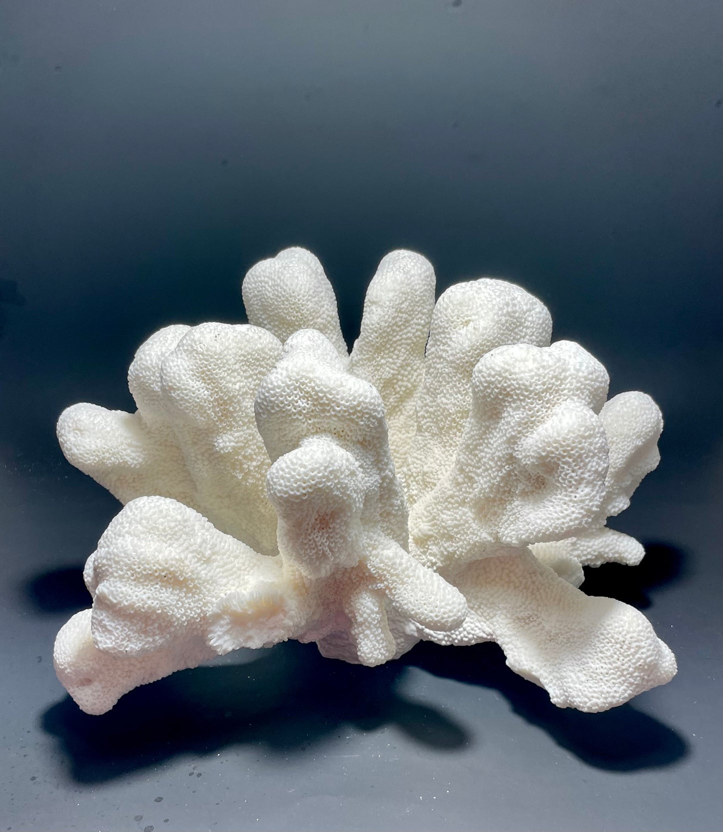 Cats Paw Coral (14”x10”)